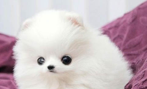 二個月幼犬上廁所訓練