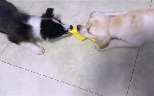 母貓懷孕流粉色粘液
