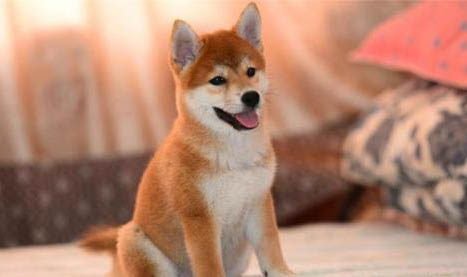 柴犬和小黃土狗的區別有哪些