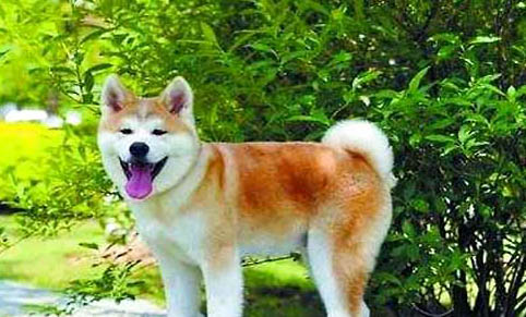 秋田犬和柴犬哪個聰明