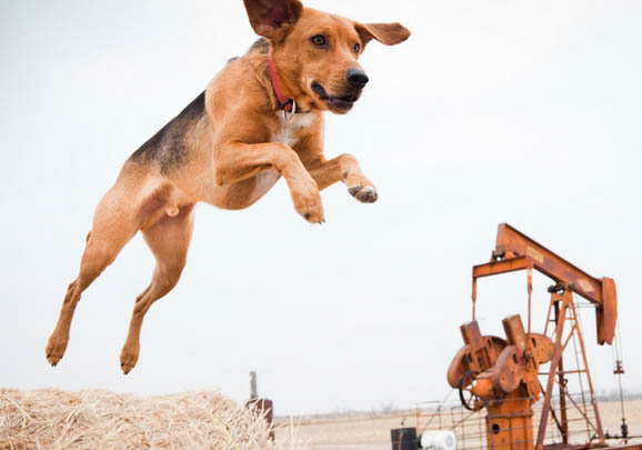 美國獵狐犬性情怎么樣啊
