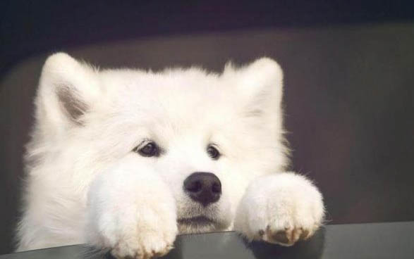 狗狗生理期的注意事項