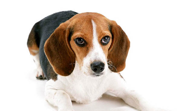比格犬一般的價格是多少