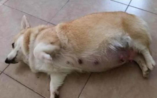 不脫毛的狗