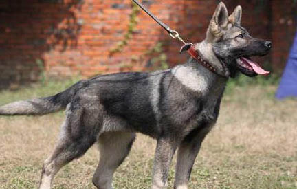 一個多月的昆明犬可以吃什么