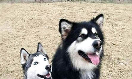 阿拉斯加犬能長多大？