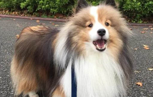蘇格蘭牧羊犬嘔吐白沫的原因及處理方法
