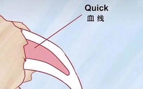 為什么冬天都有小狗狗呢