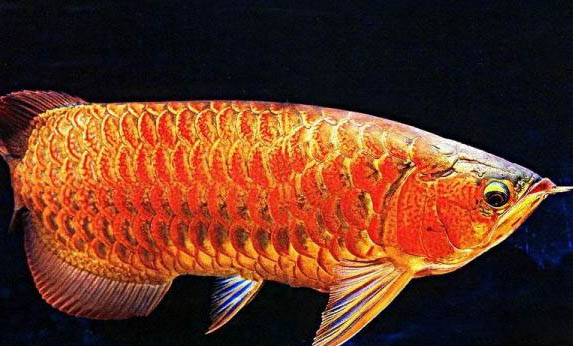 龍魚多大后會掉眼