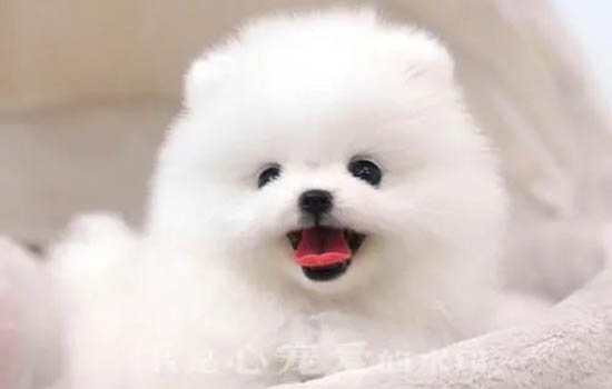 茶杯狗為什么不可以養(yǎng)