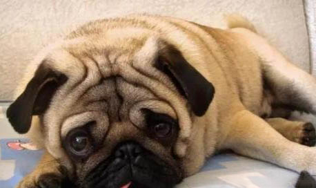 巴哥犬智商高嗎？