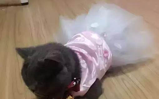 小貓大約多久會離開母貓