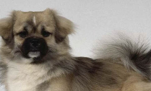 狗狗流鼻涕吃什么藥?