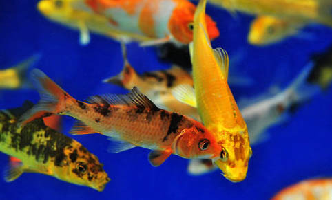 蝴蝶熱帶魚怎么樣
