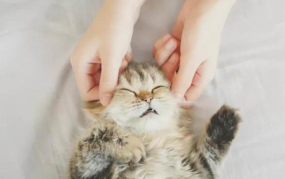 如何避免貓?zhí)\擴散?