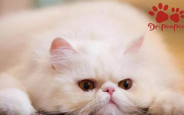 小貓不愛喝水怎么辦