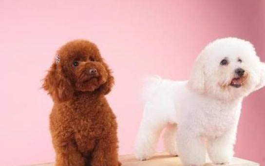 兩個月的幼犬驅蟲后多久可以打疫苗