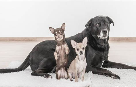 為什么不能養小鹿犬？