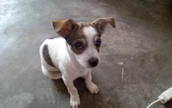 高加索犬抽搐發抖站立不穩