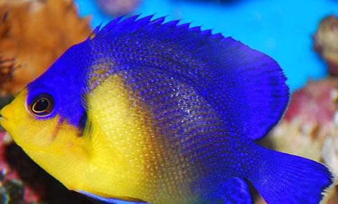 孔雀魚混養需要注意什么