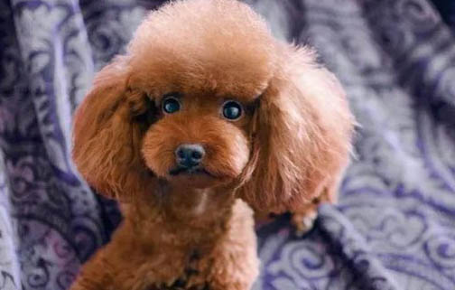 泰迪犬腿毛怎么修剪