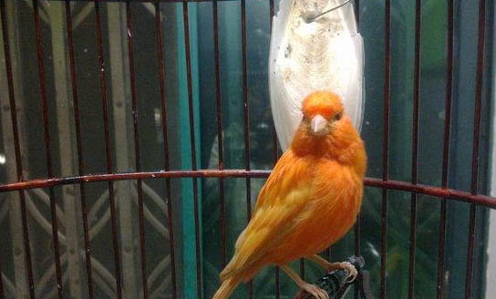 芙蓉鳥什么時候合籠