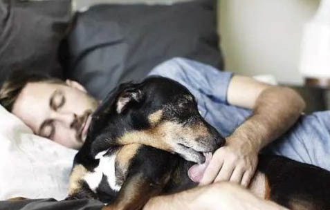 犬瘟狗一直抽搐哼唧很痛苦嗎