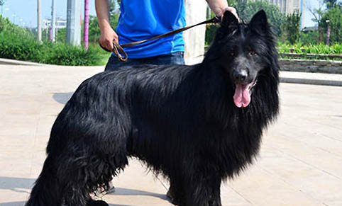 比利時(shí)牧羊犬生完寶寶后應(yīng)該吃什么