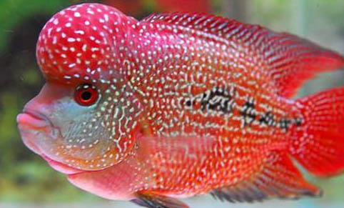 飼養(yǎng)珍珠羅漢魚應(yīng)該多久換一次水？