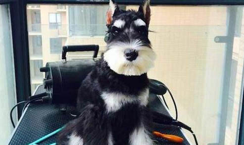 雪納瑞犬不愛吃東西的原因及處理方法