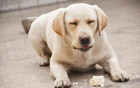 犬瘟的危險期到底是多久？