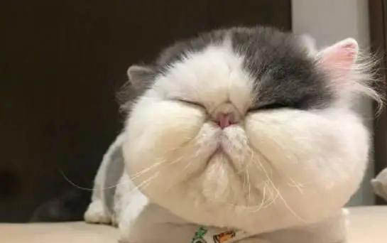 怎么樣才能讓貓不抓人