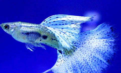 孔雀魚的紋理分類介紹