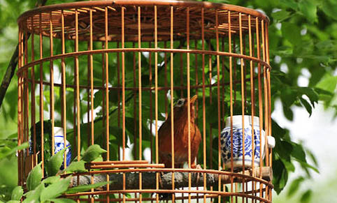 畫眉鳥怎么飼養(yǎng)