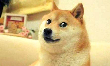 柴犬屬于什么犬類