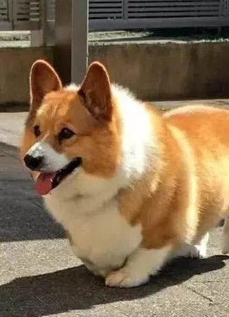 柯基犬支氣管炎可以洗澡嗎