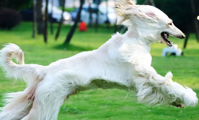 獵犬品種有哪些