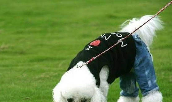 貴賓犬一次吃多少狗糧