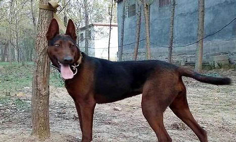 蘇聯(lián)紅犬怎么看純不純？