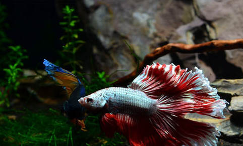 泰國斗魚可以和其他魚一起養(yǎng)嗎