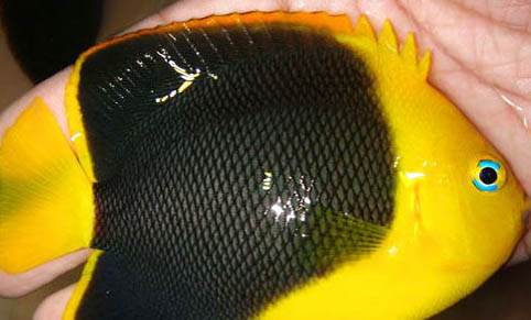 六角龍魚能活多久