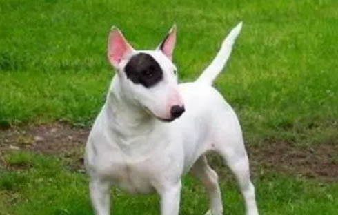 曼徹斯特梗犬和杜賓犬區別