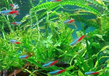紅綠燈魚能和孔雀魚混養嗎