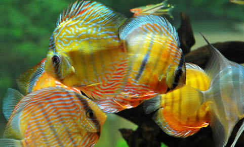 孔雀魚(yú)適合的水溫