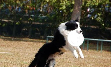 狗狗細小拉血是晚期嗎