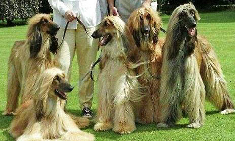 獵犬有哪些品種