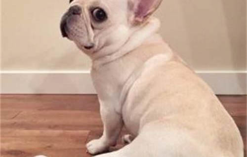 狗狗可以吃貓條嗎？