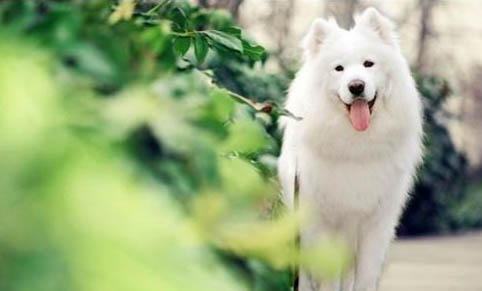 狗狗不能吃的20種食物？