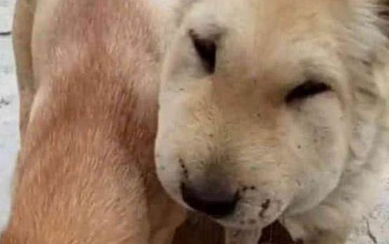 狗可以吃哈密瓜嗎？