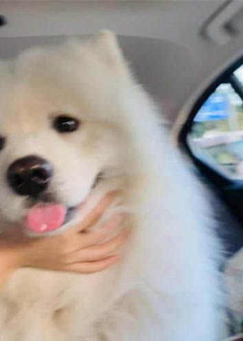 狗也會(huì)得抑郁癥嗎